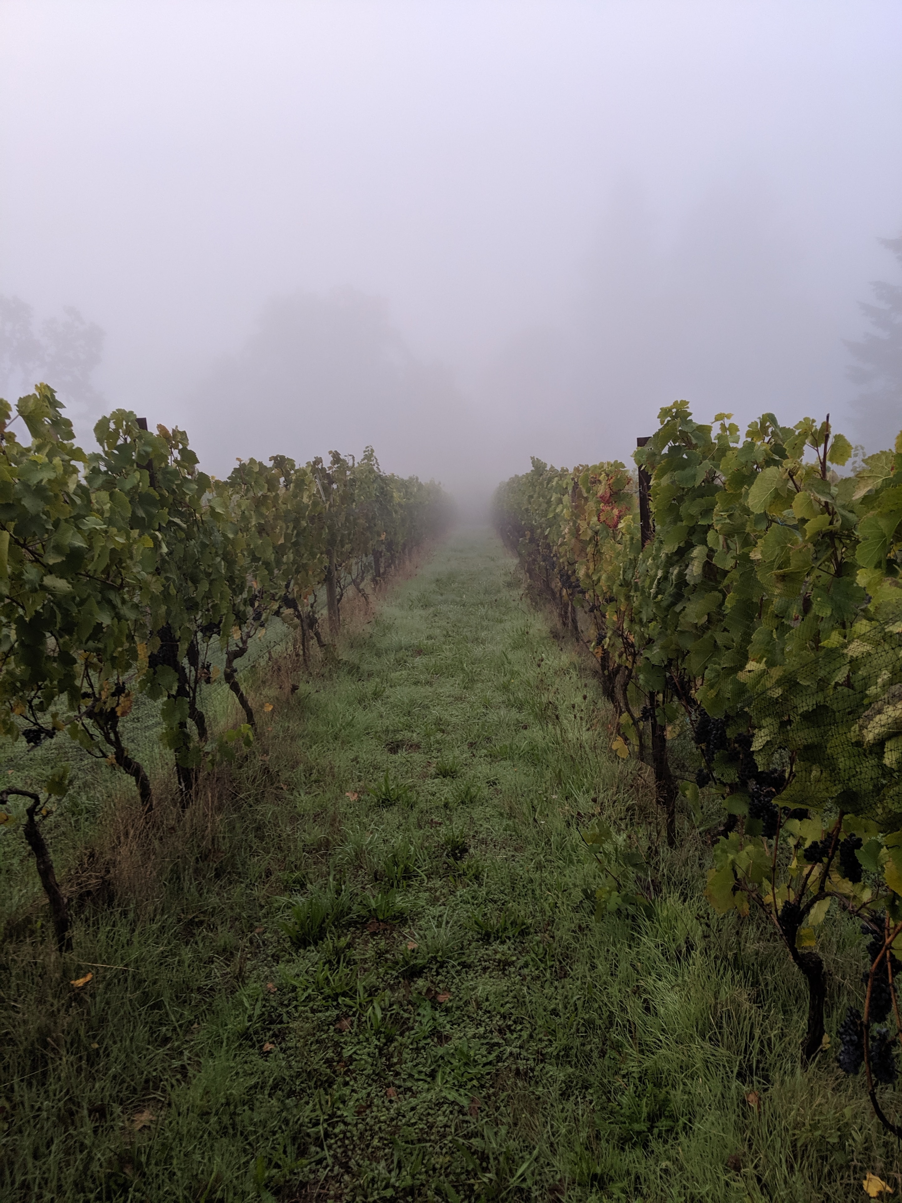 Morning fog over the blocks
