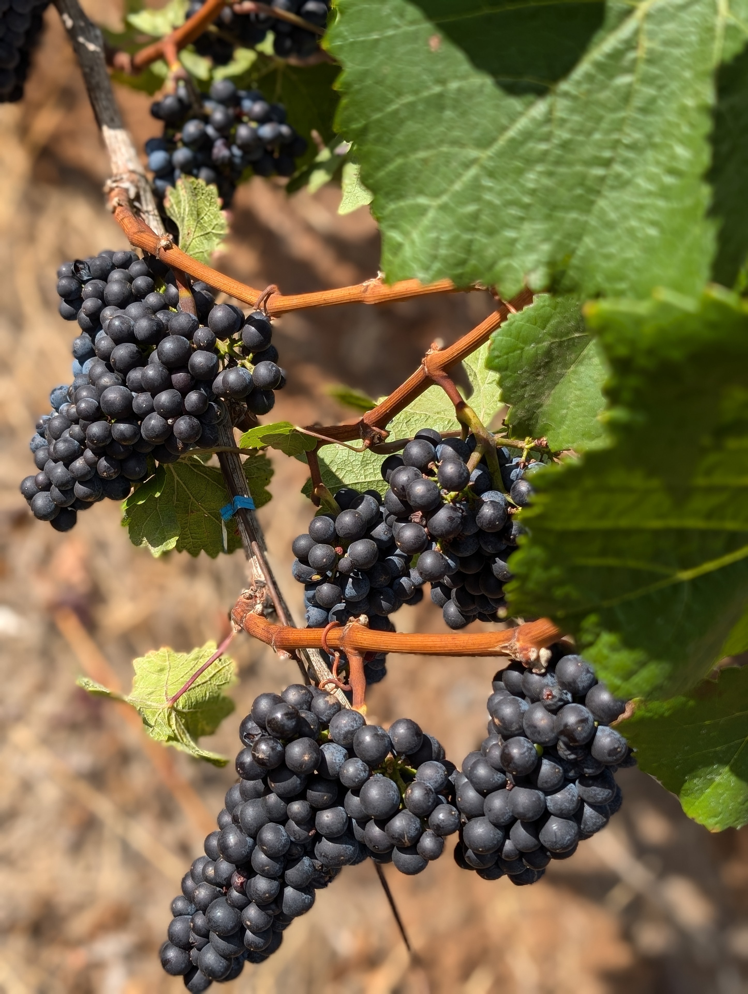 Pinot Noir clusters at maturity