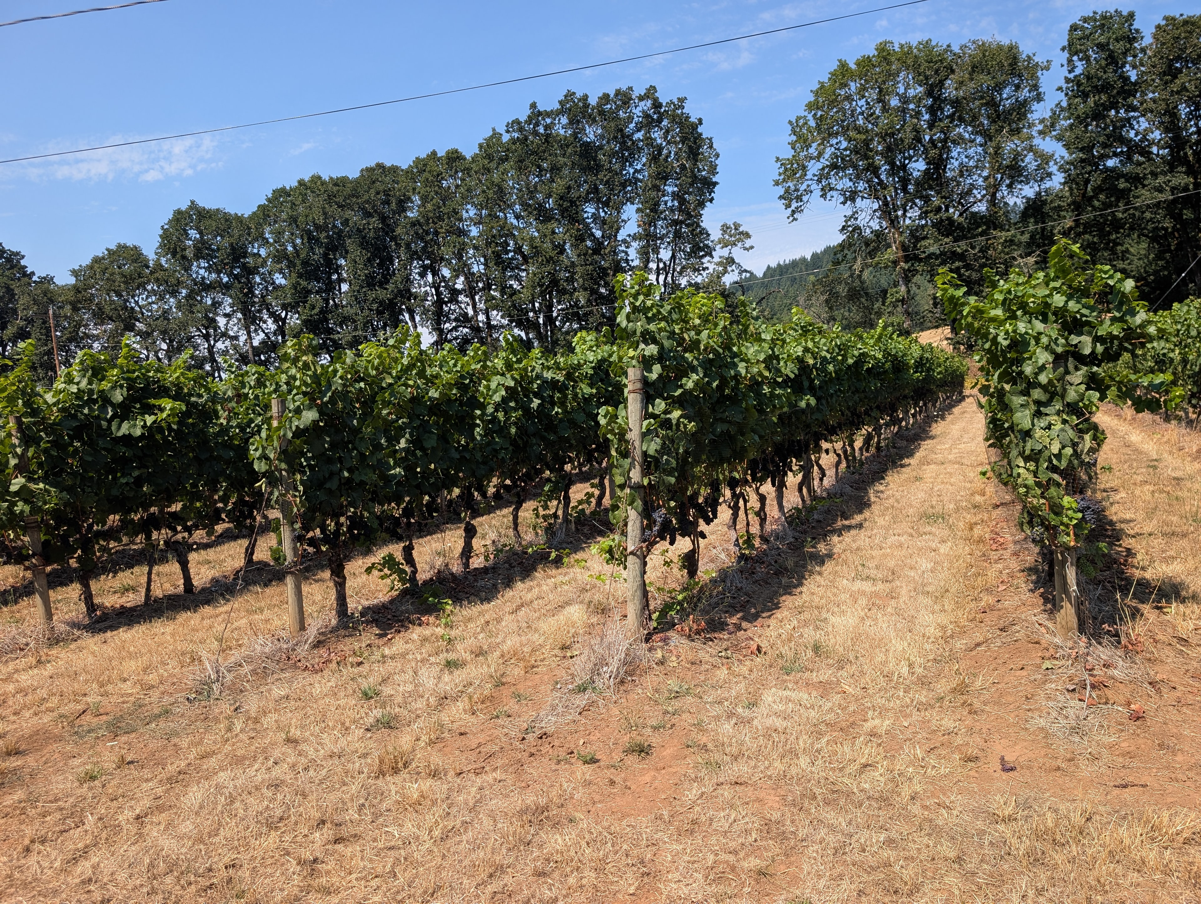 Hillside rows, late summer