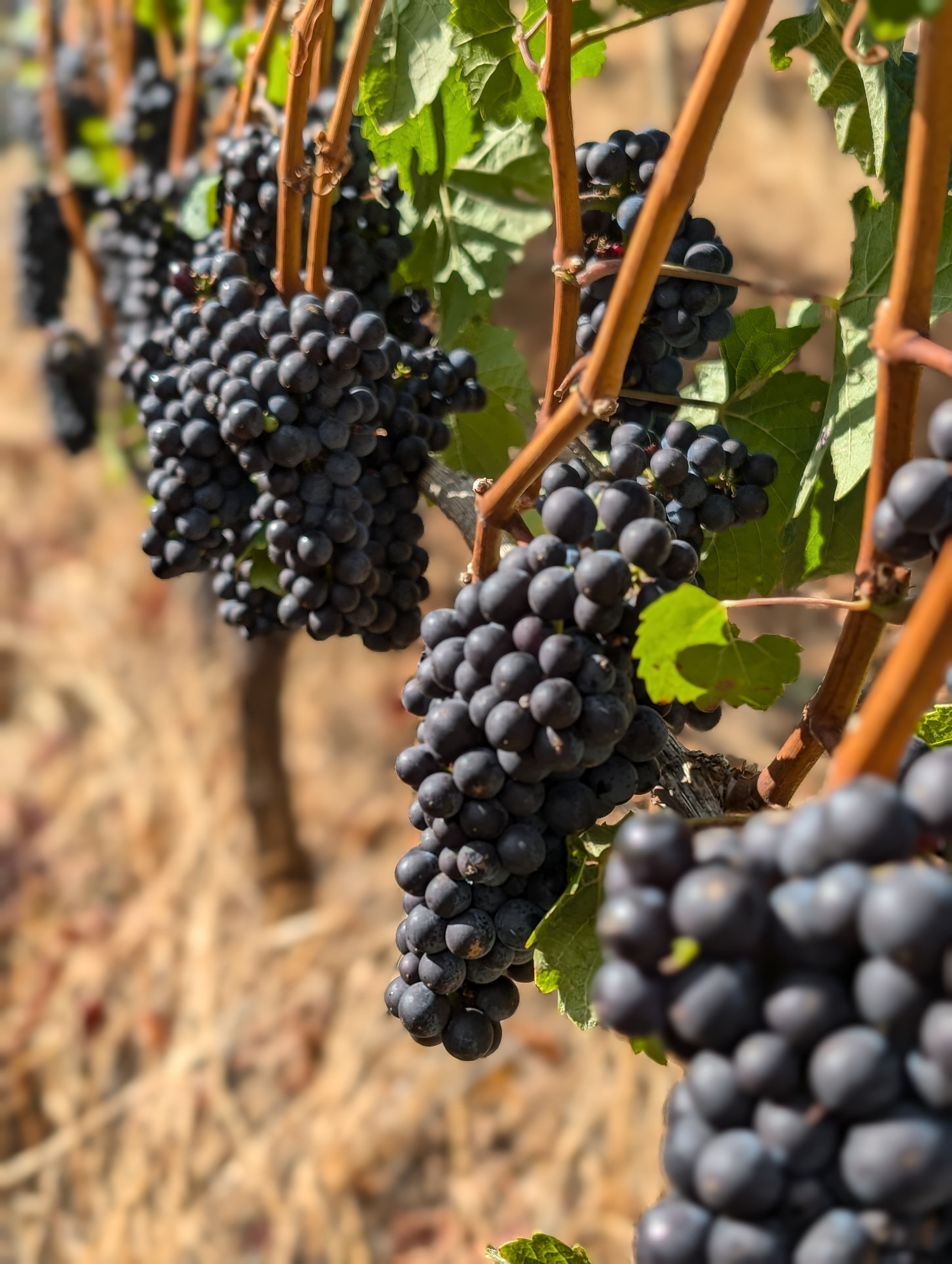 Vineyard rows from above, Chehalem Mountain AVA