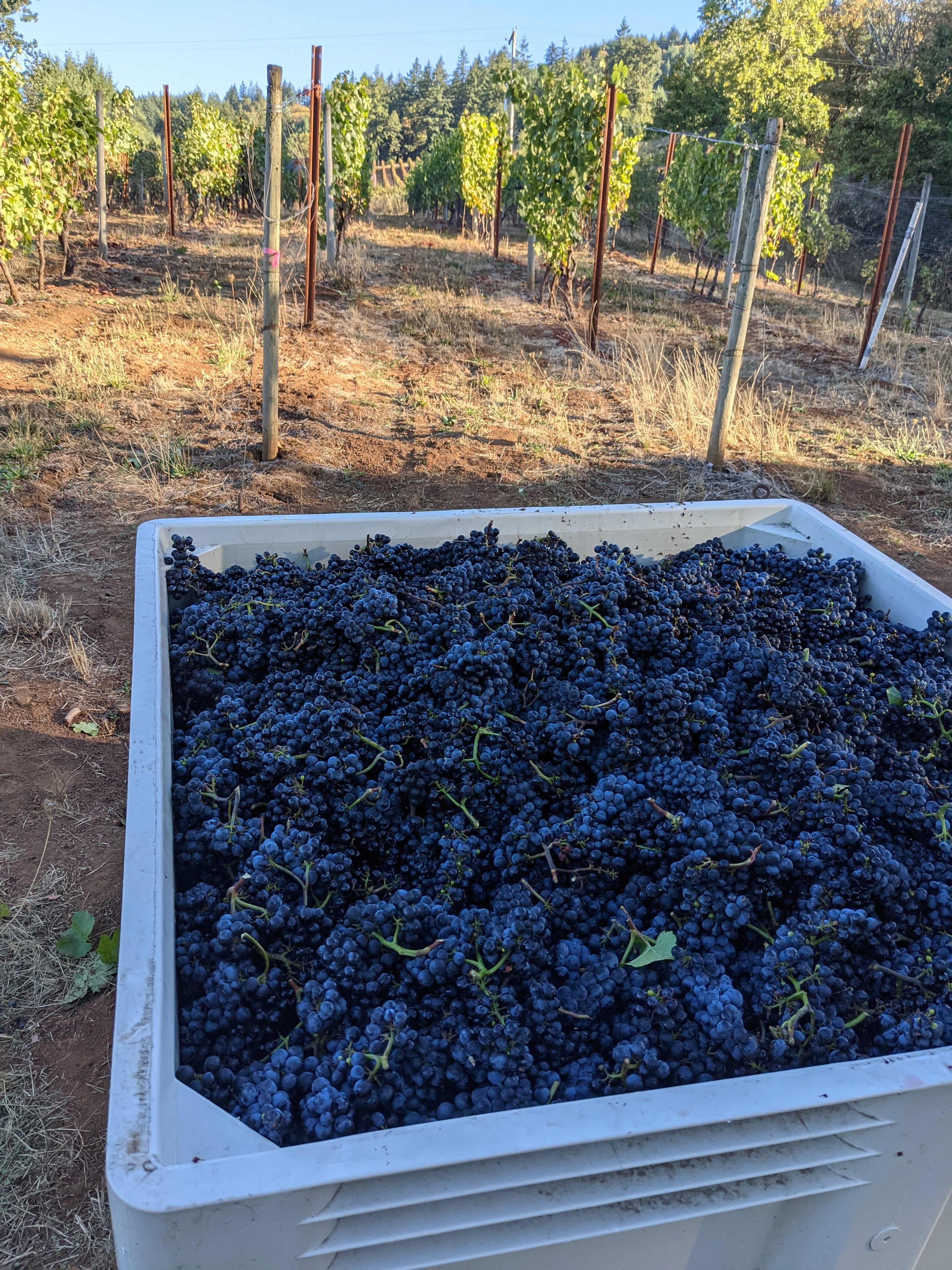 Volcanic basalt soil at Old Farm Vineyard